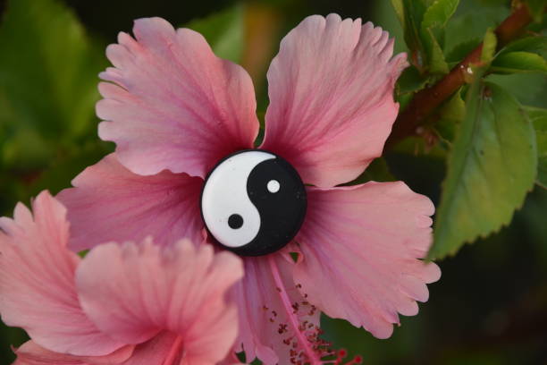 istock Yin yang IN A FLOWER 1015594992