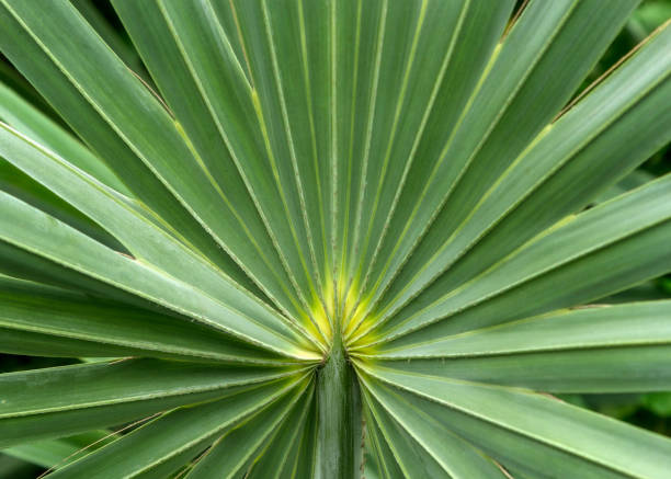 feuille de belle plante en serre botanique, motif de détail feuille sugar palm - palm leaves photos et images de collection