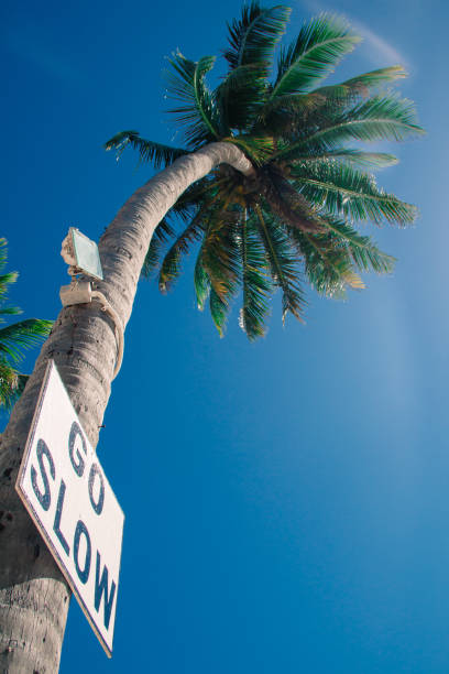 istock Go Slow Sign on Palm Tree in Caye Caulker Belize 1015601344