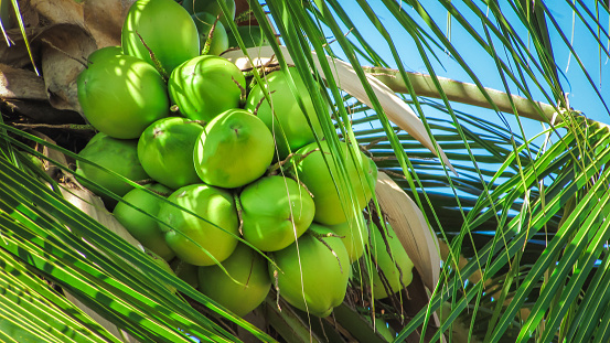beautiful and large coconut paud, green still in nature, in the