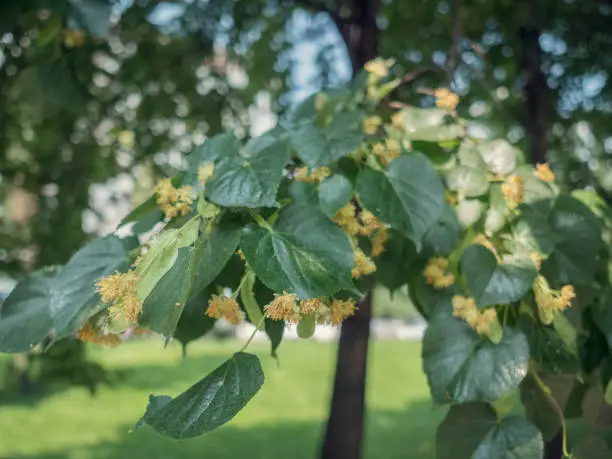 Basswood flowers on tree with foliage. Linden blooming flowers on lime-tree. Blossoming teil with detail on flowers. Flowering lime. Whitewood tree with florid flowers. Blossoming American basswood
