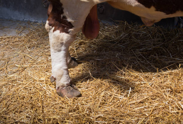 istock Bull's hoof on straw 1015605144