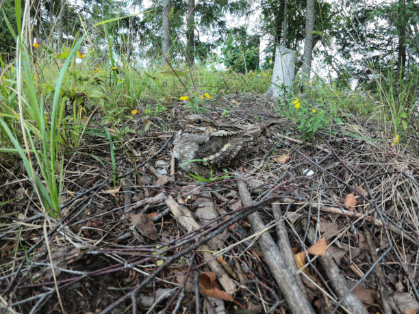 Caprimulgus europaeus. The nest of the European Nightjar in nature. Caprimulgus europaeus. The nest of the European Nightjar in nature.  Moscow region, Russia. european nightjar caprimulgus europaeus stock pictures, royalty-free photos & images