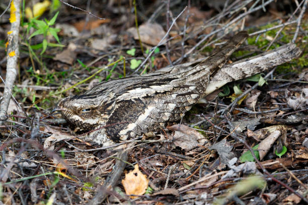 Caprimulgus europaeus. The nest of the European Nightjar in nature. Caprimulgus europaeus. The nest of the European Nightjar in nature.  Moscow region, Russia. european nightjar caprimulgus europaeus stock pictures, royalty-free photos & images