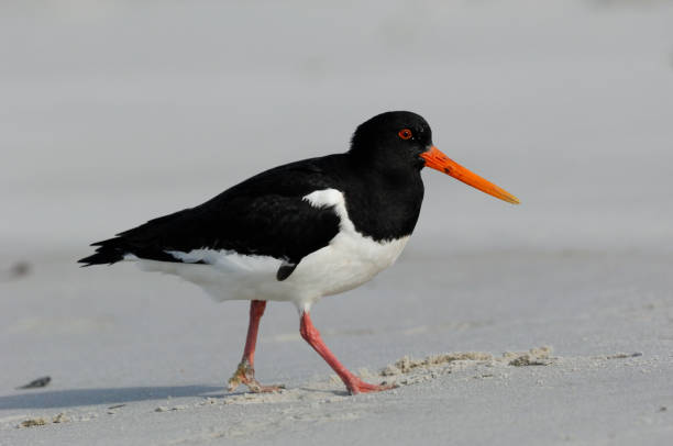 istock Eurasian oystercatcher (Haematopus ostralegus) 1015610394