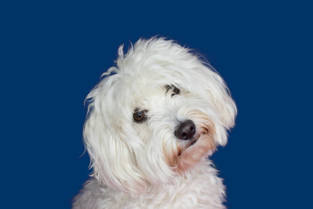 istock MALTESE DOG TILTING THE HEAD SIDE AND LOOKING THE CAMERA. ISOLATED AGAINST BLUE COLORED BACKGROUND. 1015613140
