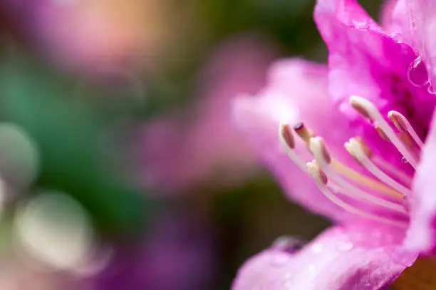 Close up of a pink rhododendron flower