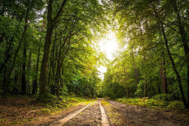 caminho de floresta - gaube - fotografias e filmes do acervo