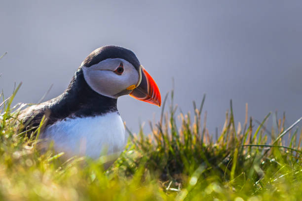 istock Dyrholaey - May 04, 2018: Wild Puffin bird in Dyrholaey, Iceland 1015618294
