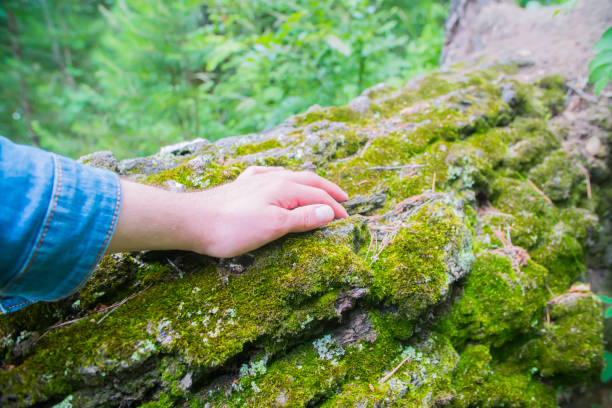 istock close - up of green moss on the tree bark 1015618740