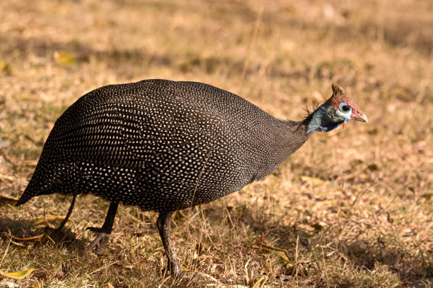 istock Helmeted Guinea fowl 1015621346
