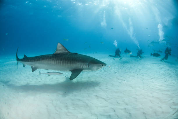 istock Tiger shark at Tigerbeach, Bahamas 1015621444