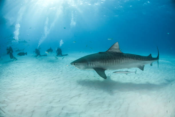 istock Tiger shark at Tigerbeach, Bahamas 1015621488