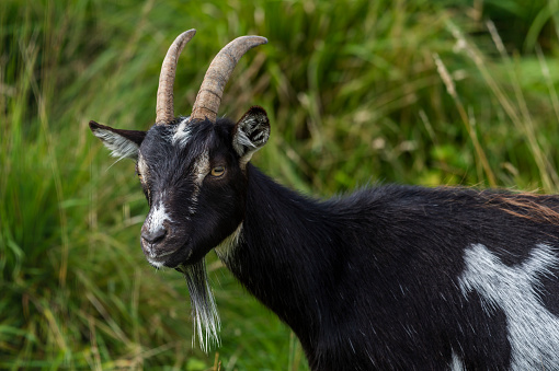 Goats are found in the Galloway forest in south west Scotland