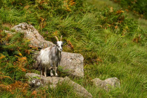 istock Wild Galloway goat standing on a rock 1015631952