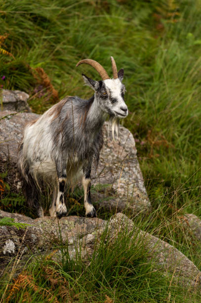 istock Wild Galloway goat standing on a rock 1015632052