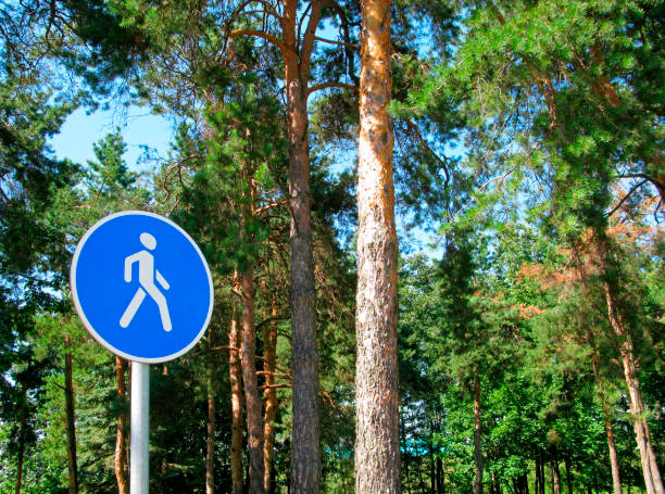 istock Pedestrian sign in the pine park 1015632474