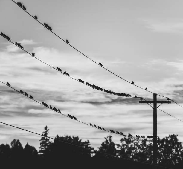 istock Flock of Starlings 1015632484