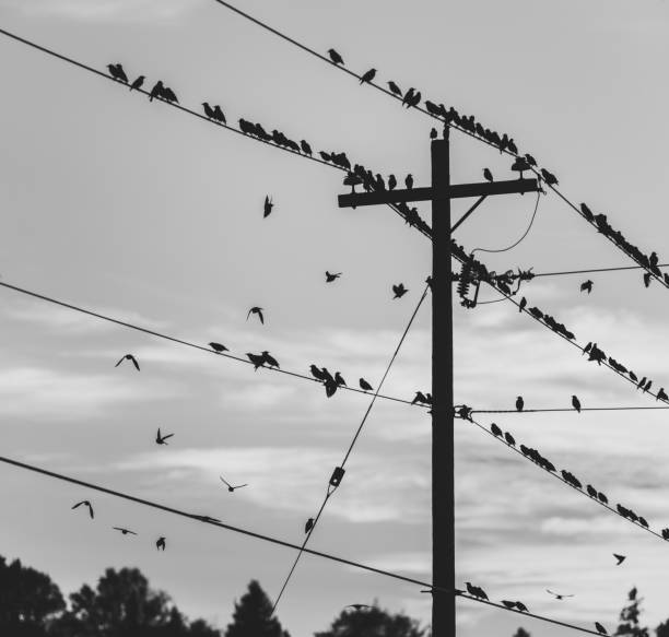 istock Flock of Starlings 1015632486