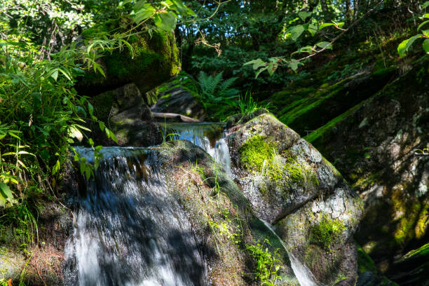 Waterfall in forest stock photo