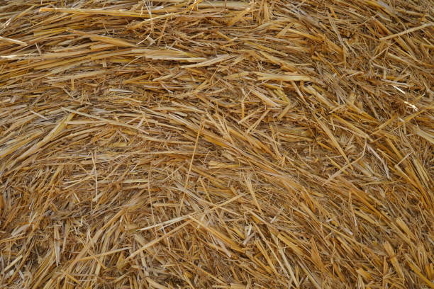 istock Dry golden straw bale texture or background 1015635108