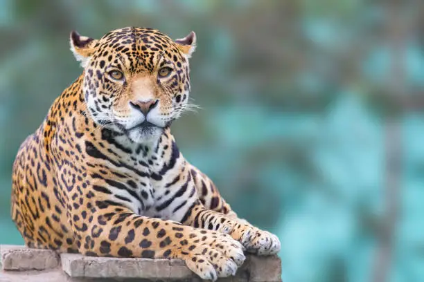 Photo of leopard looking at camera