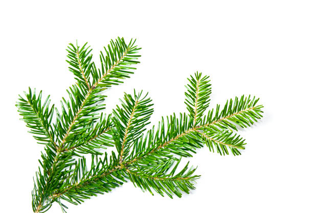 ramo de abeto verde sobre fundo branco, decoração de natal - fir tree christmas branch twig - fotografias e filmes do acervo