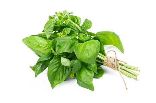A bush of fresh basil stapled with a rope
