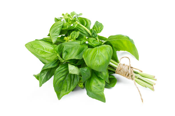 A bush of fresh basil stapled with a rope A bush of fresh basil stapled with a rope isolated on a white background basil photos stock pictures, royalty-free photos & images