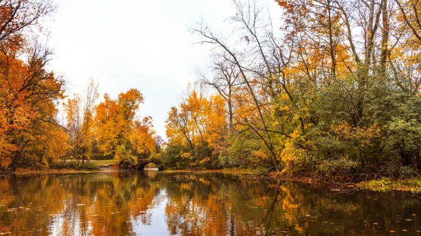 Colorful autumn with maples trees and water surface at the Mille Îles River, located in Laval town, Canada. Yellow to red leaves on branch of maple in fall season landscape. stock photo