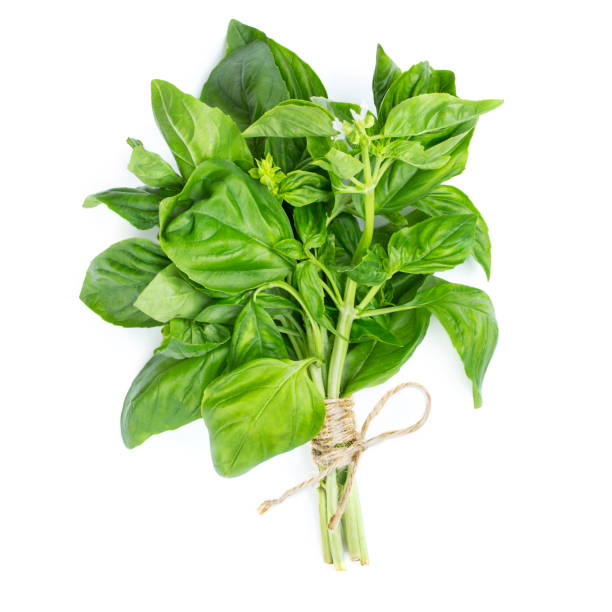 istock A bush of fresh basil stapled with a rope 1015639156