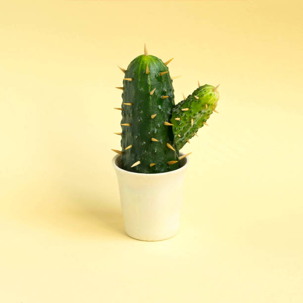 istock Cactus made from cucumber on pastel yellow background 1015645538
