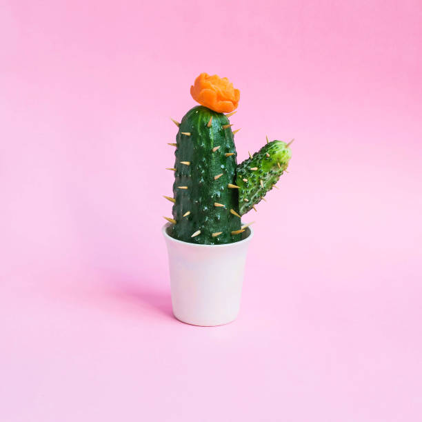 istock Cactus made from cucumber on pastel pink background 1015646912