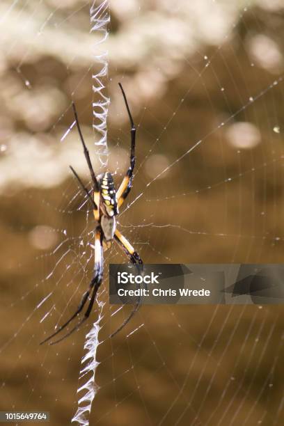 Foto de Golden Aranha Tecelã e mais fotos de stock de Amarelo - Amarelo, Animais caçando, Animal