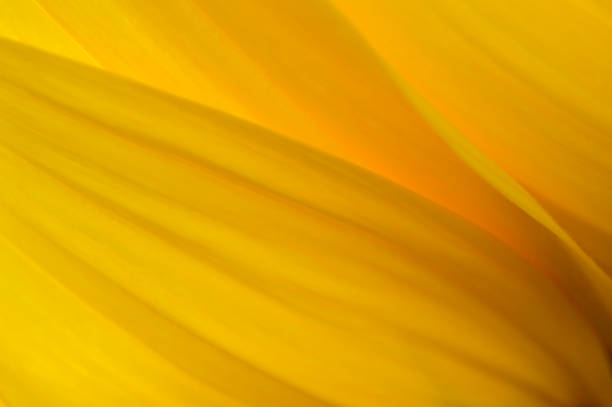 istock Yellow Petals  Sunflower 1015650122