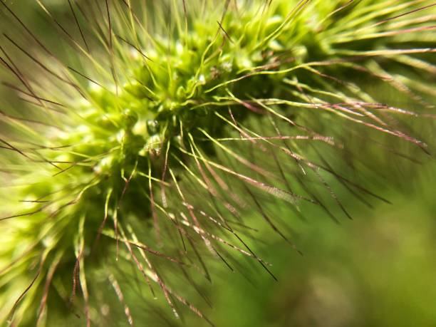 желтый foxtail трава крупным планом - jori стоковые фото и изображения