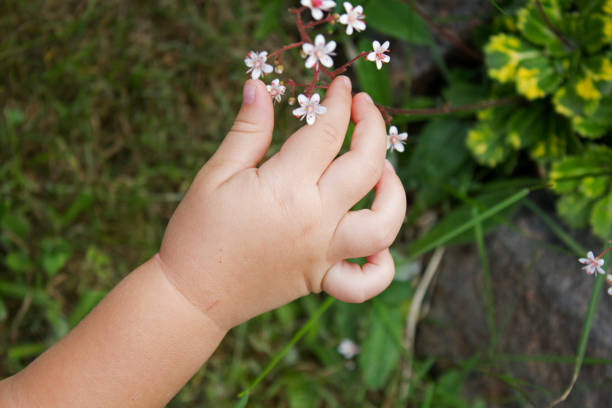 istock Baby arm picking small white garden flowers 1015653042