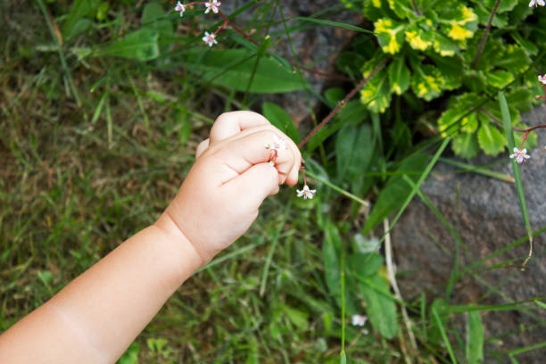 istock Baby arm picking small white garden flowers 1015653244