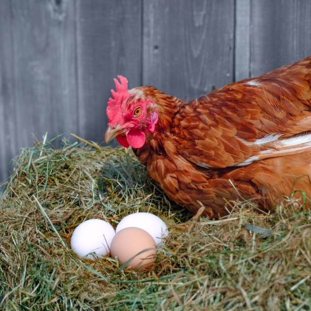 istock Chicken sitting near eggs in the hay nest 1015658588