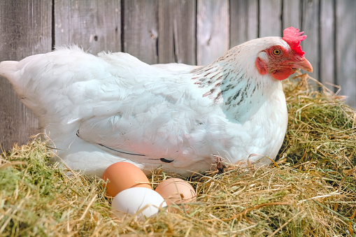 White free range chicken sitting on eggs in the hay nest in Eco Farm on sunny day.