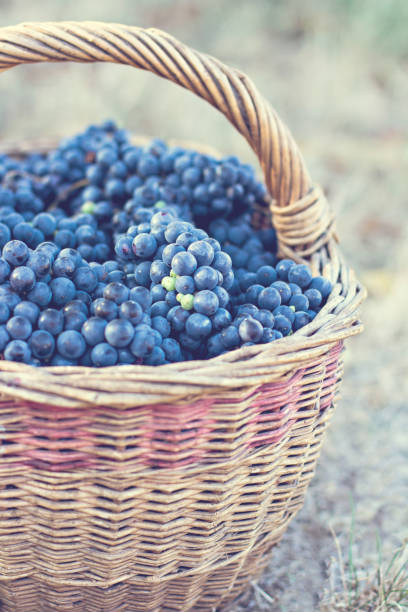 istock Dark grapes in a basket. Grape harvesting. 1015661744