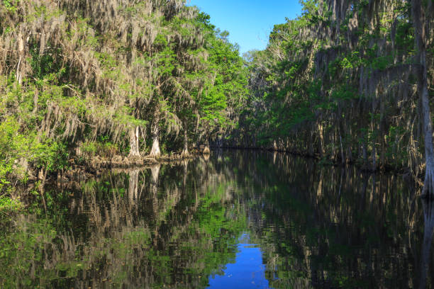 istock Kayakers view of Shingle Creek 1015661756