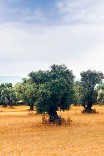 istock Landscape view of Olive Farm. 1015661894