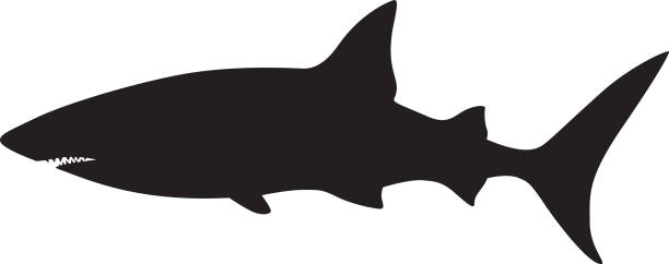 Shark Silhouette Vector illustration of a swimming shark silhouette. tiger shark stock illustrations