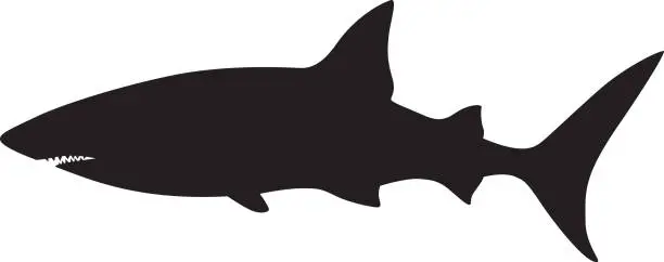 Vector illustration of Shark Silhouette