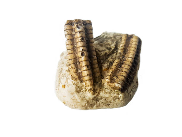 istock Pentacrinus crinoid fossil 1015664826