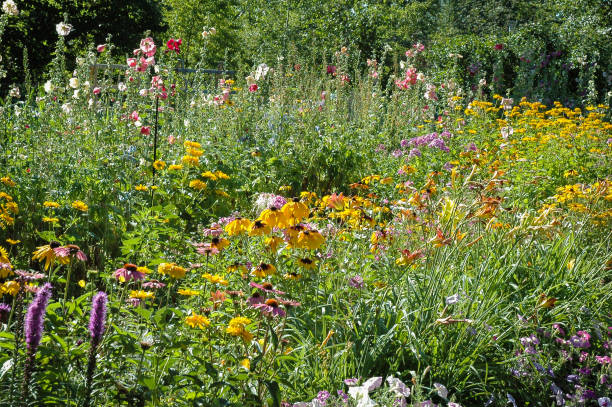 istock colorful wildflowers 1015667354