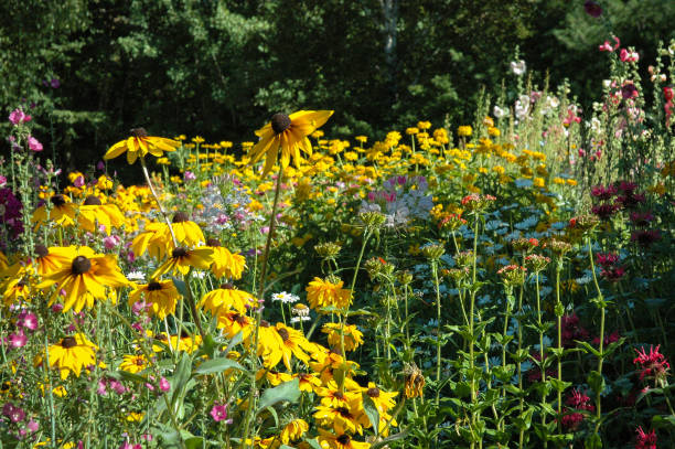 istock colorful wildflowers 1015667558