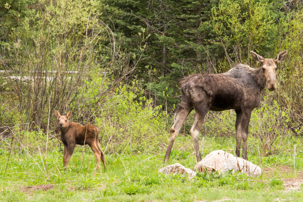 istock Baby and Mama moose 1015667618