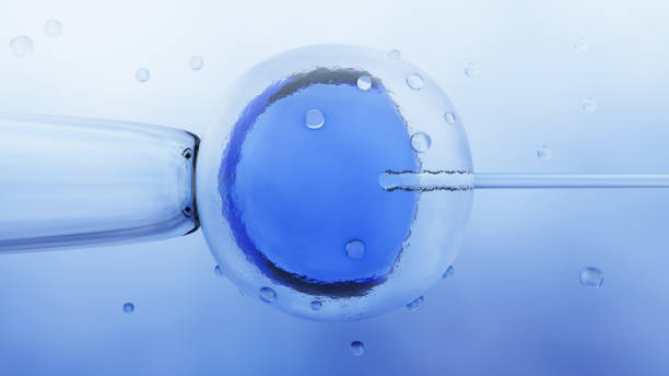 istock Microscopic research of in vitro fertilization IVF 1015679750